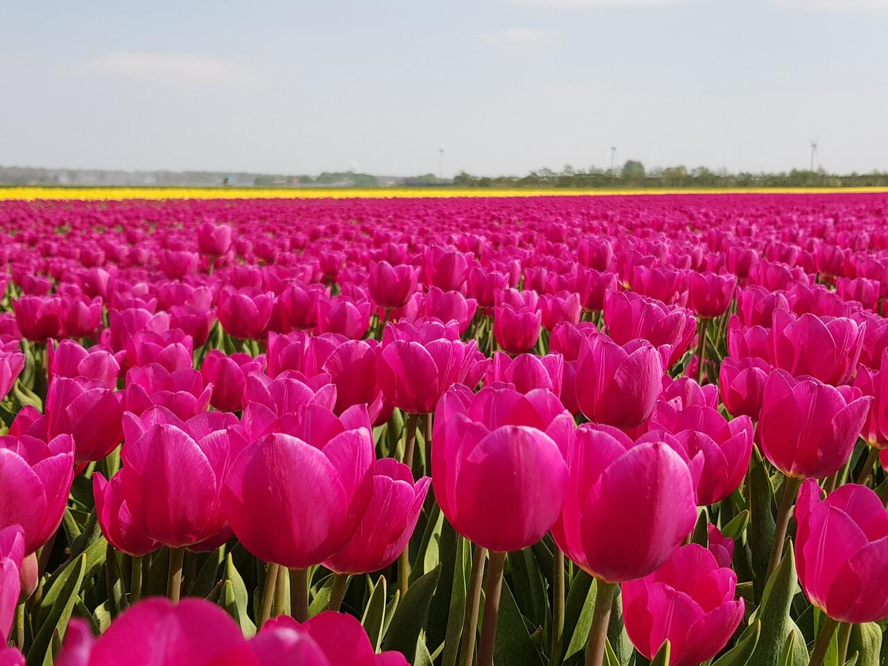 Tulpen