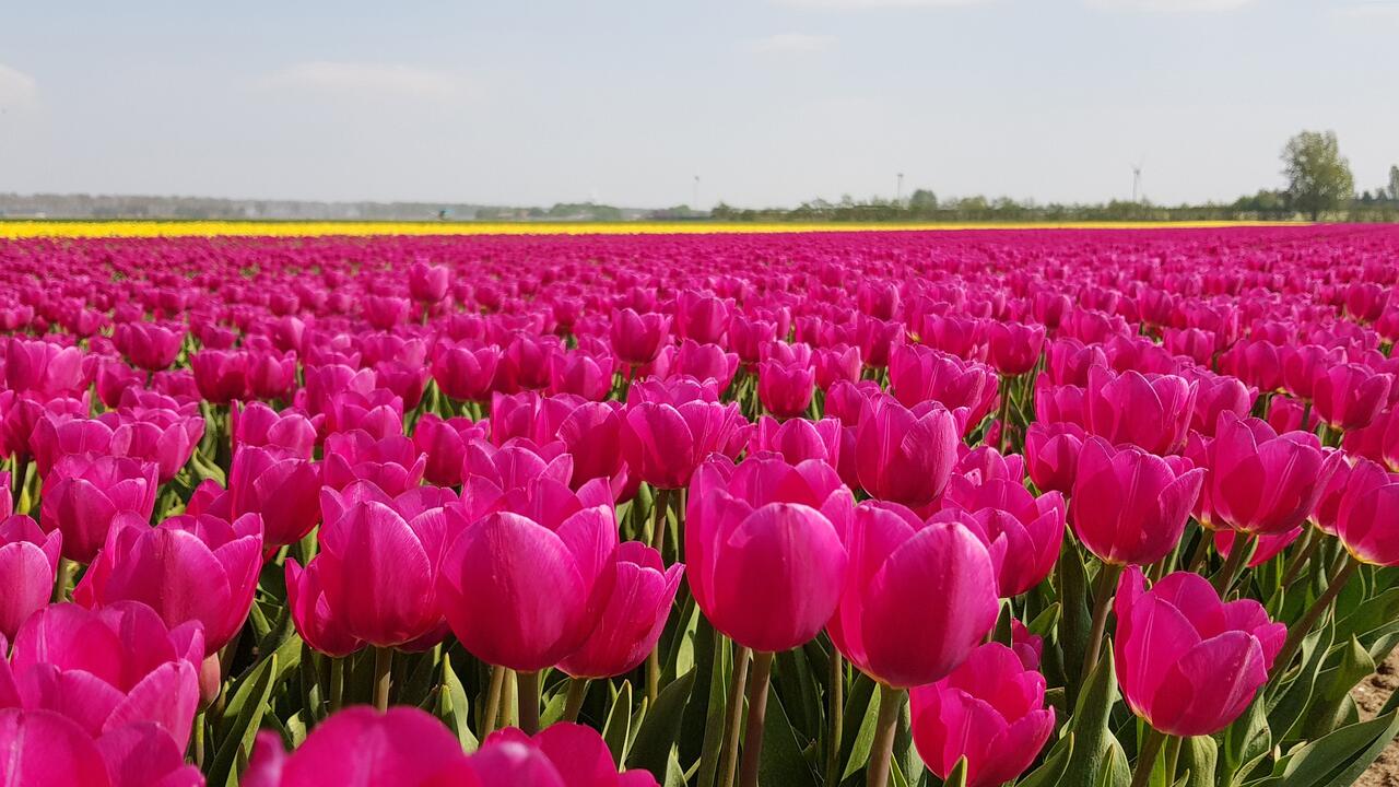 Tulpen